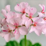 huile de géranium rose