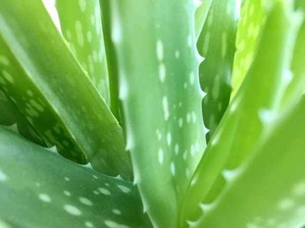 Aloe vera