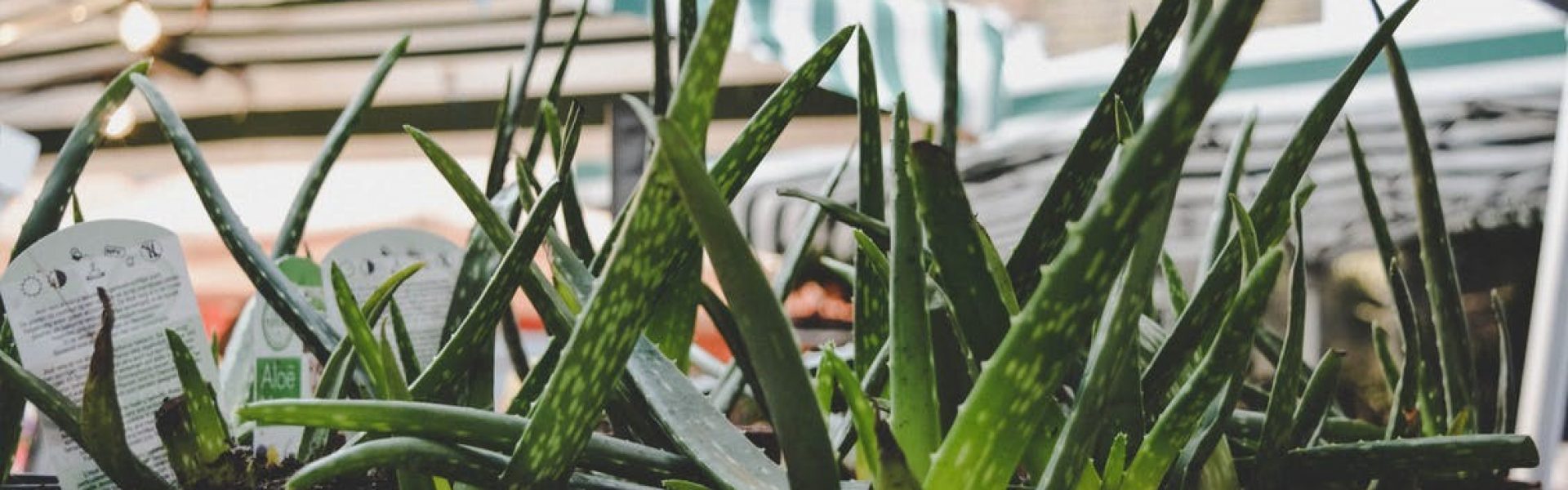 aloe vera visage