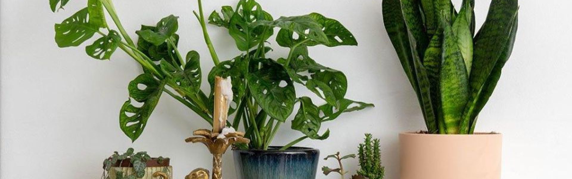 best-house-plants